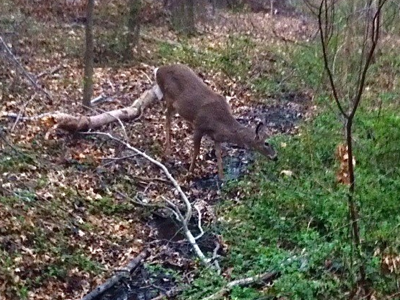 deer-in-woods