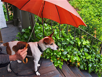 jack-under-umbrella